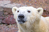 Fang des Wildtier-Eisbären | Stock Foto