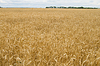 Feld | Stock Foto
