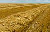 Gold Feld | Stock Foto