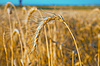 Gold Weizen bei Sonnenuntergang | Stock Foto