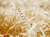 Goldene Weizenähre | Stock Foto