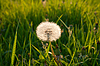 Un diente de león viejo contra el sol | Foto de stock