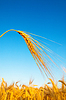Oro espigas de trigo en el tiempo de la puesta del sol | Foto de stock