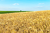 Gebiet der Gold Ohren Weizen | Stock Foto