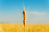 Golden Harvest | Stock Foto