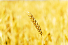 Golden Harvest | Stock Foto