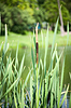 Вид растения Typha рядом с рекой | Фото