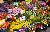 Venta de tulipanes en flor en el mercado callejero | Foto de stock
