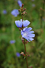 Flores de achicoria | Foto de stock