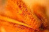 Wheat background | Stock Foto