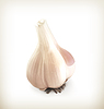 Vector clipart: Garlic