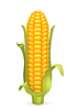 Vector clipart: Corn