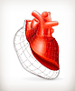Vector clipart: Heart structure