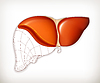 ID 3777727 | Liver structure | Stock Vector Graphics ID 3777727 | Liver structure | Stock Vector Graphics | CLIPARTO