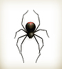 Vector clipart: Spider