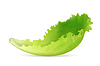 Vector clipart: Lettuce