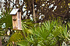 Photo 300 DPI: Bird;s house