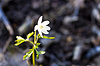 First forest flowers | Stock Foto