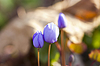 First forest flowers | Stock Foto