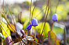 First forest flowers | Stock Foto