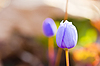 First forest flowers | Stock Foto