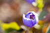 First forest flowers | Stock Foto