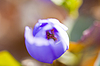 First forest flowers | Stock Foto