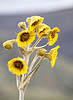 Photo 300 DPI: Open Freilejon Flower