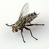 Flesh fly | Stock Foto