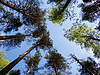 Bäume im Wald | Stock Foto