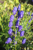 Eisenhut Blumen | Stock Foto