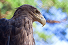 Adler gegen die Natur | Stock Foto