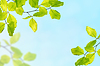 Leaf background | Stock Foto