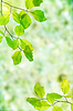 Spring leaves | Stock Foto