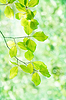 Young leaves | Stock Foto