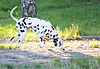 Dalmatian | Stock Foto