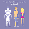 Vector clipart: Constitution of Human Body. Ectomorph. Ectomorphic
