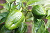 Ernte Gemüse gewaschen | Stock Foto