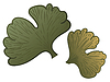 Hojas de ginkgo biloba | Ilustración