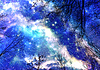 Leafless tree branches over starry sky | Stock Illustration