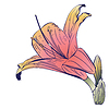Rosa Lilienblume | Stock Illustration