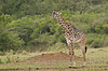 Giraffe in Savannah | Stock Foto