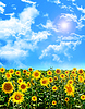 Schöne Sonnenblumenfeld im Sommer | Stock Foto