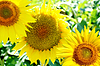 Schöne Sonnenblumenfeld im Sommer | Stock Foto