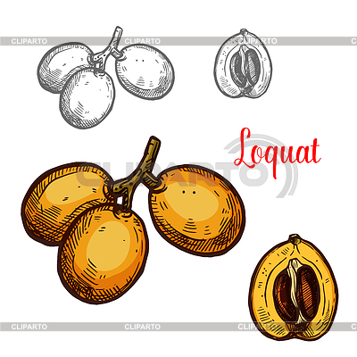 Loquat skizzieren tropische Früchte | Stock Vektorgrafik |ID 6626668