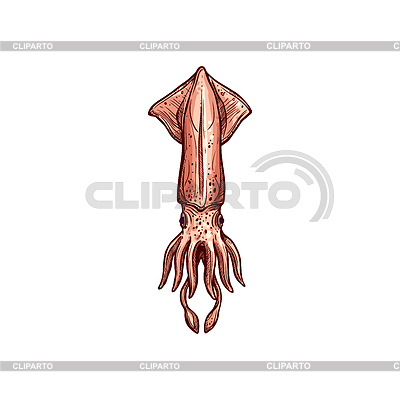 Кальмар моллюск Cephalopoda Pholidoteuthis | Векторный клипарт |ID 7100708