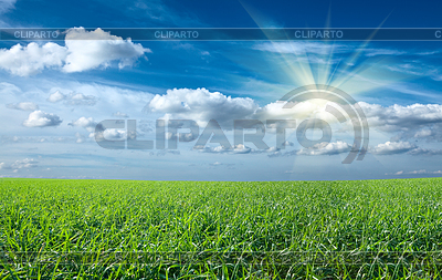 Sunset sun and field of green fresh grass under blu | High resolution stock photo |ID 3910025