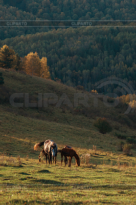 Caballo frente al amanecer | Foto de alta resolución |ID 6874327