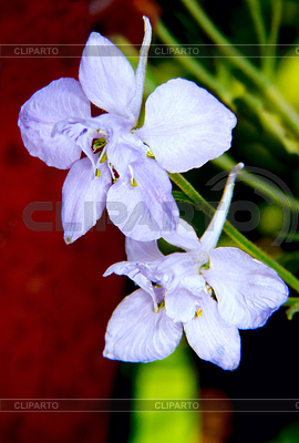 Hermosa flor de jardín de flores púrpura | Foto de alta resolución |ID 3896158