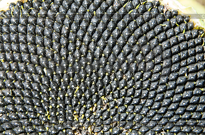 Schwarz Sonnenblumen Samen | Foto mit hoher Auflösung |ID 3896550